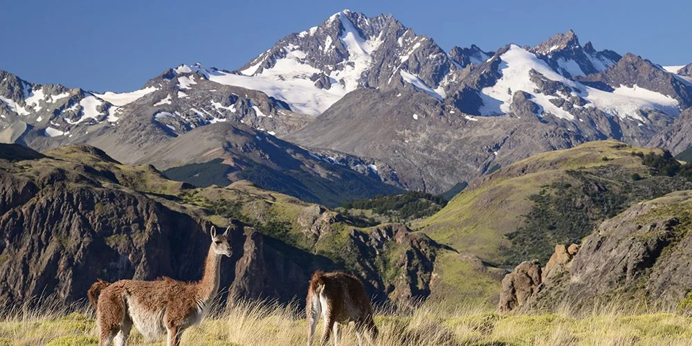 巴塔哥尼亚原驼与安第斯山景