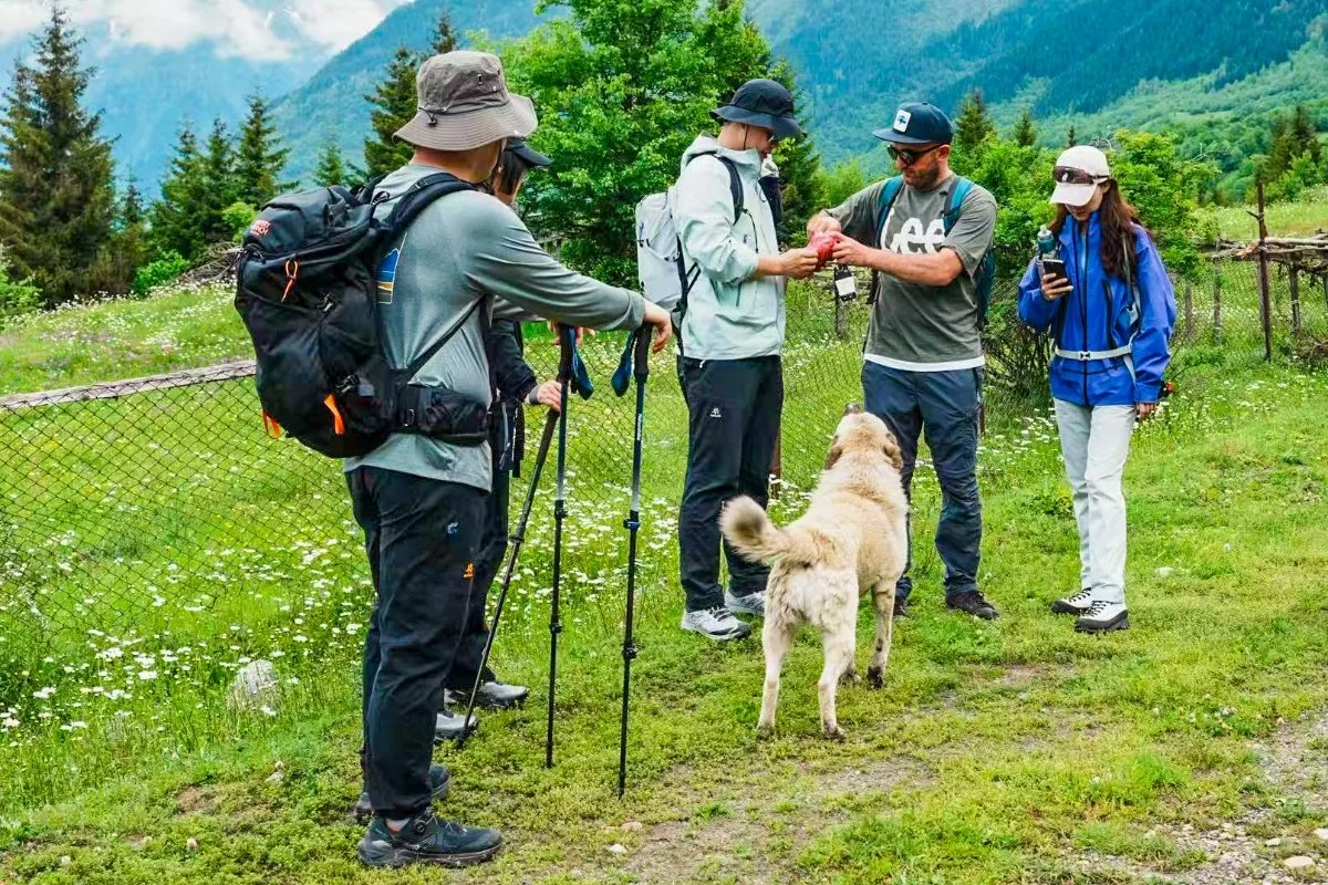 徒步团队带着狗走在绿色山径