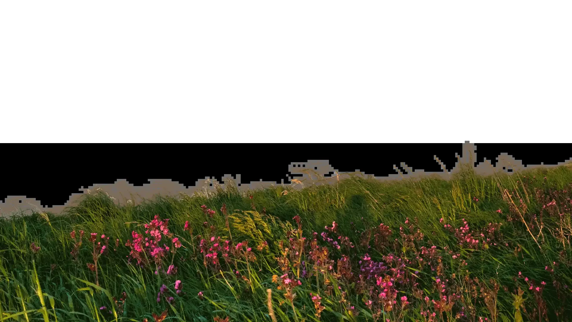 山间野花草地与远方丘陵
